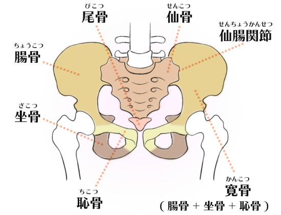 【和歌山市の整体院】骨盤　押すと痛い